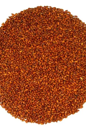 শাহীদানা হালিমদানা Shahi dana